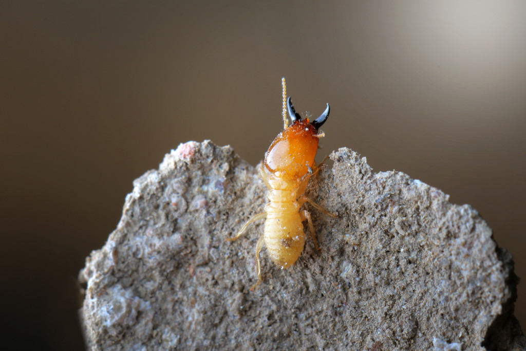 A small termite and its home