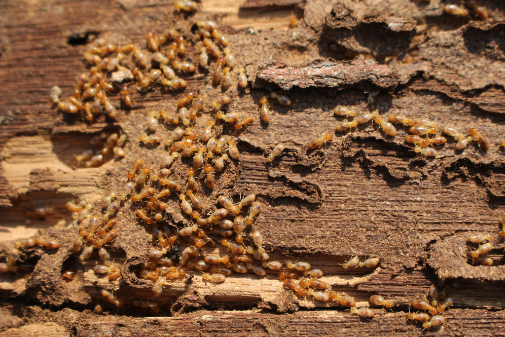 A severe termite infestation