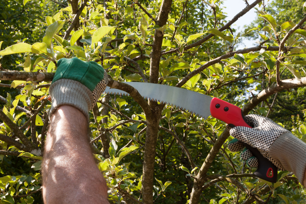 A man pruning branches