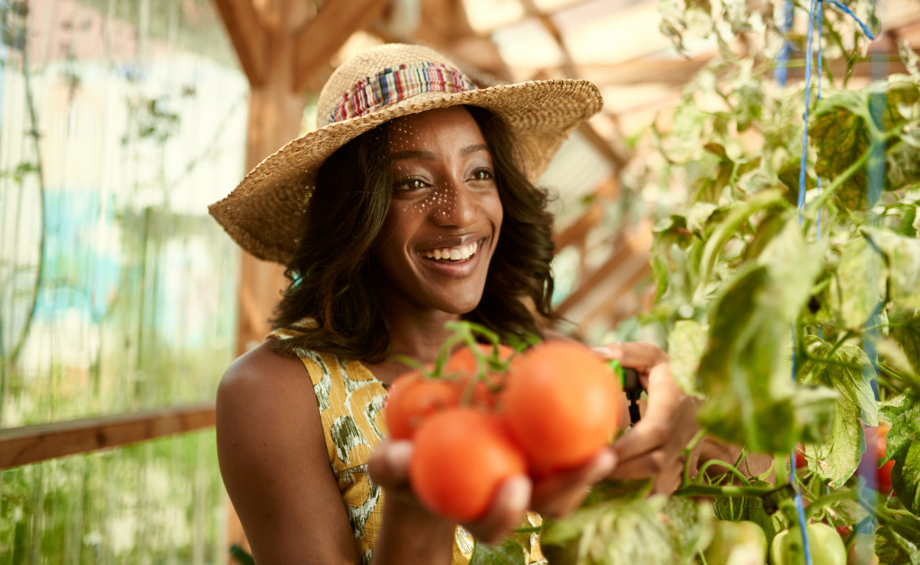 a woman getting tomatoes inside the greenhouse