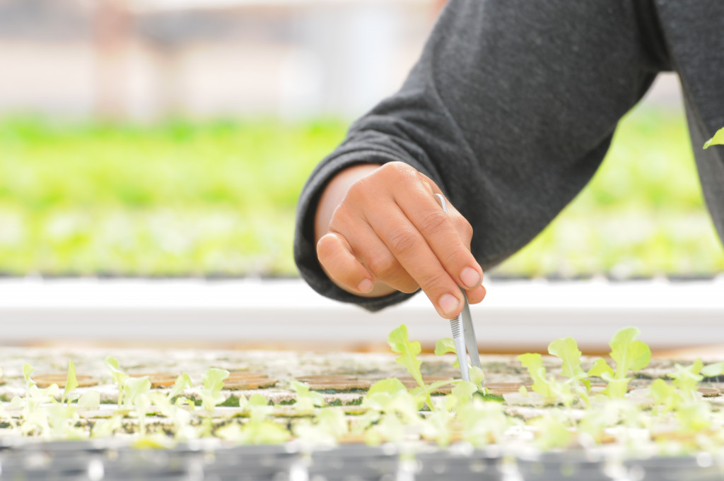 a man checking his crops