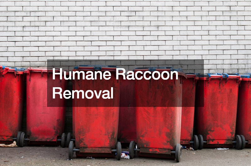 Humane Raccoon Removal